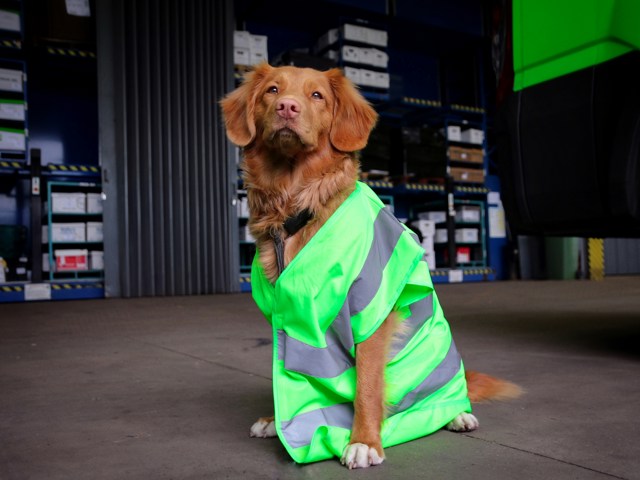 November 2025 Long coated brown dog wearing green high-vis vest (Unsplash/@laula-co/gxPU0ELwaho)