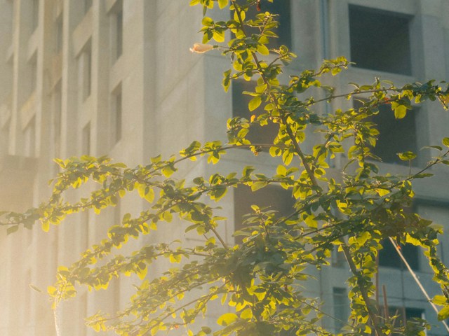 June 2026 Green leaves on tree with building background (Unsplash/@sjpaul/slh4NRK7Sg)