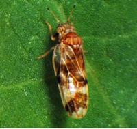 Psyllid Louse
