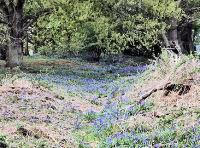 Bluebell Wood