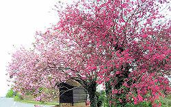 Spring Fever