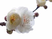 Ume (Japanese Apricot)